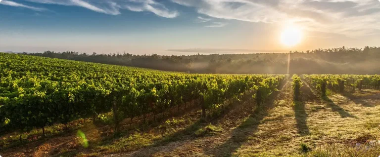Viñas Cata - Un paseo por el Duero